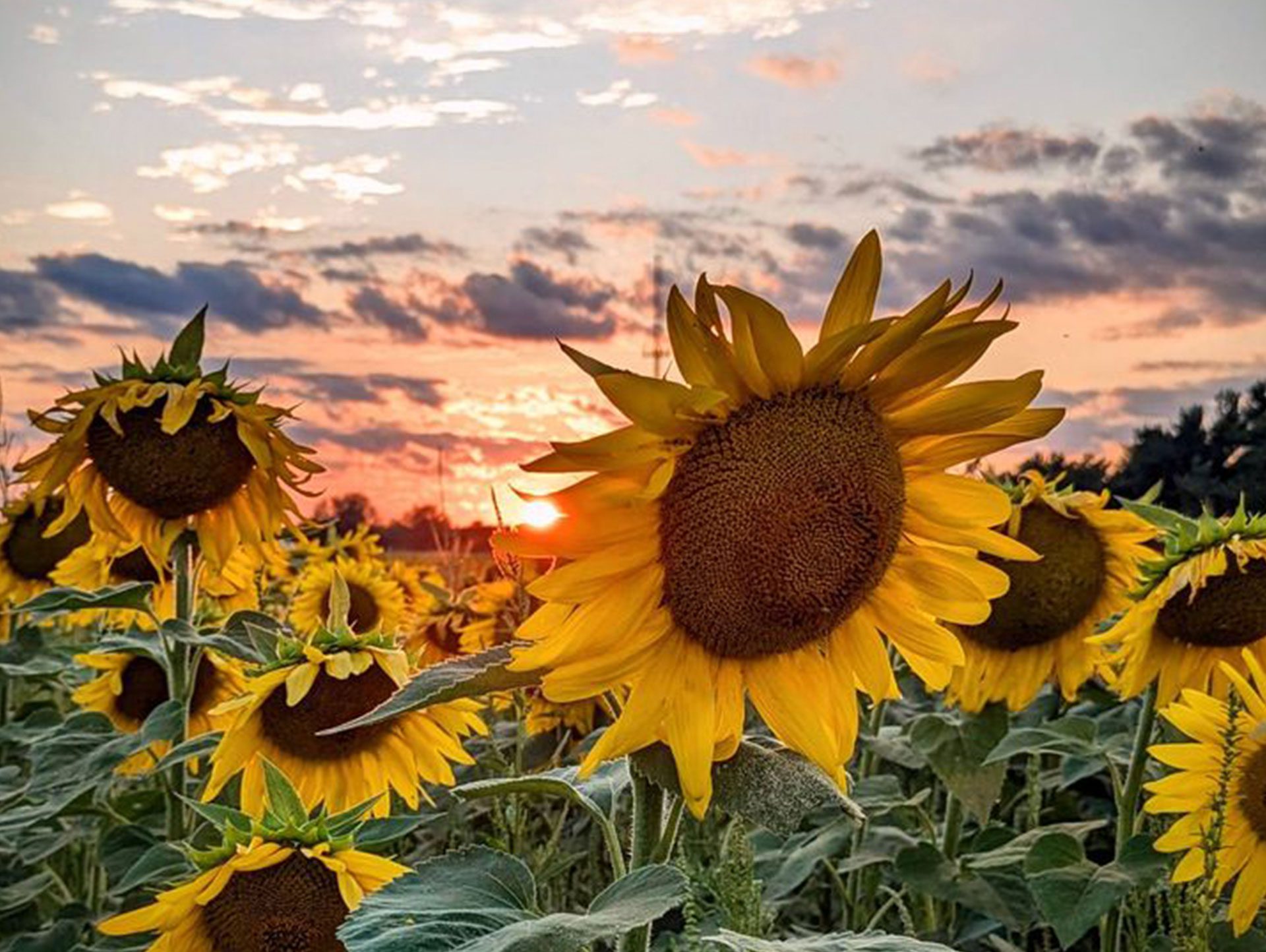 Sunflower field at Clearview Farm in 2024.